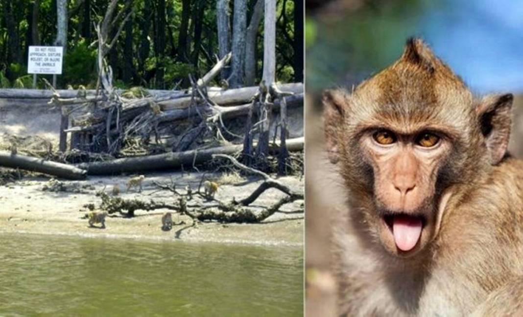 Bu adaya değil ayak basmak yaklaşmak bile yasak! Uzmanlar uyarıyor: Felaketle sonuçlanabilir 9
